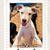 Thumbnail photo of Jerry Lee #3