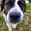 Thumbnail photo of 7213 Oreo #4