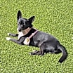 Thumbnail photo of Odie #1