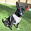 Thumbnail photo of Odie #2