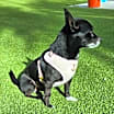 Thumbnail photo of Odie #3