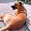 Thumbnail photo of Rocky #2