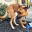Thumbnail photo of Rocky #3
