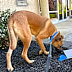 Thumbnail photo of Rocky #4