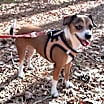 Thumbnail photo of Chloe #1