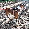 Thumbnail photo of Chloe #2