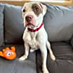 Thumbnail photo of Cooper 3721 #3