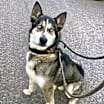 Thumbnail photo of Daggett #1