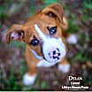 Thumbnail photo of Dylan #1