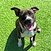 Thumbnail photo of Kali #3