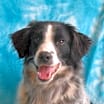 Thumbnail photo of Zig #2