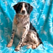 Thumbnail photo of Zig #3