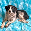 Thumbnail photo of Zig #4