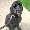 Thumbnail photo of Big Bella #1