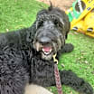 Thumbnail photo of Big Bella #2