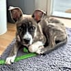 Thumbnail photo of Sheira #1