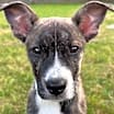 Thumbnail photo of Sheira #2
