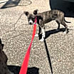 Thumbnail photo of Sheira #3