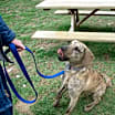 Thumbnail photo of Dexter #2