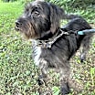 Thumbnail photo of HARRISON (OWNER PLACEMENT ONLY--EMAIL OWNER) #1