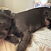Thumbnail photo of HARRISON (OWNER PLACEMENT ONLY--EMAIL OWNER) #2