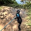 Thumbnail photo of HARRISON (OWNER PLACEMENT ONLY--EMAIL OWNER) #3