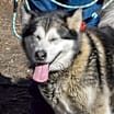 Thumbnail photo of Nala #2