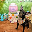 Thumbnail photo of Tink #1