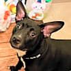 Thumbnail photo of Tink #2
