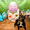 Thumbnail photo of Tink #3