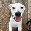 Thumbnail photo of Boo #3