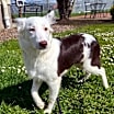 Thumbnail photo of Cricket #1