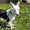 Thumbnail photo of Cricket #3
