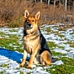 Thumbnail photo of Molly #2