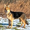 Thumbnail photo of Molly #3
