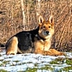 Thumbnail photo of Molly #4