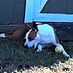 Thumbnail photo of Leia #3