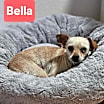 Thumbnail photo of Bella #1