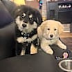 Thumbnail photo of Cutter (Baseball Litter '25) #4