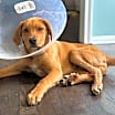Thumbnail photo of Chevy (Simpsons Litter) #4