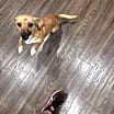 Thumbnail photo of Maple #1