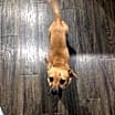 Thumbnail photo of Maple #2