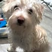 Thumbnail photo of Teddy #4