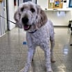 Thumbnail photo of Tootsie #1