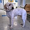 Thumbnail photo of Tootsie #3