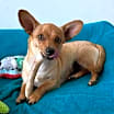 Thumbnail photo of Peyton #4