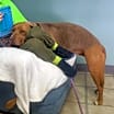 Thumbnail photo of Roxy  #2