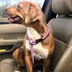 Thumbnail photo of Roxy  #3
