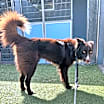 Thumbnail photo of Jasper #3