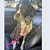 Thumbnail photo of Beignet #1